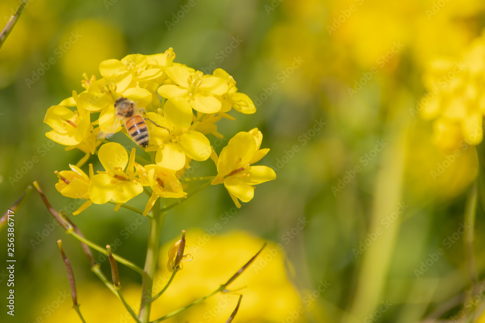 菜の花とミツバチ canola flower&Bee 佐賀県 嘉瀬川 菜の花とミツバチ canola flower&Bee 佐賀県 嘉瀬川