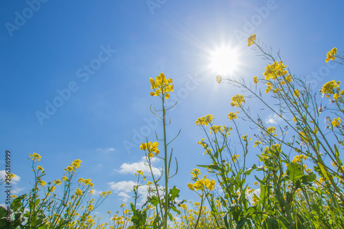 菜の花と青空と太陽 canola flower＆ blue sky＆solar 嘉瀬川 佐賀県 © M・H