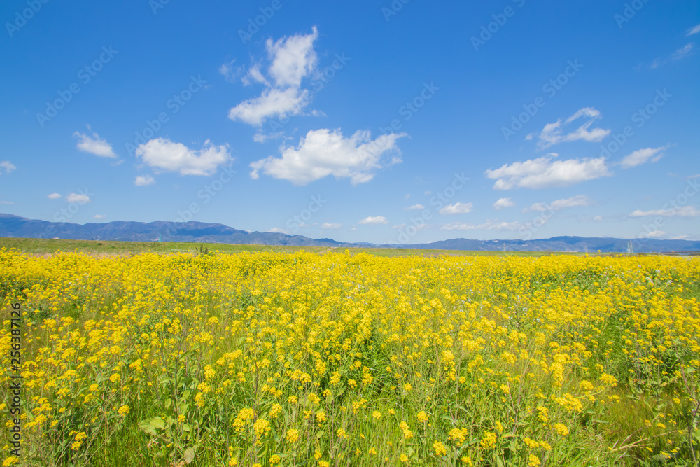 菜の花と青空　canola flower＆ blue sky　嘉瀬川　佐賀県