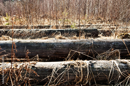 logs the old dry grass and bushes dry © Yury Fedyaev