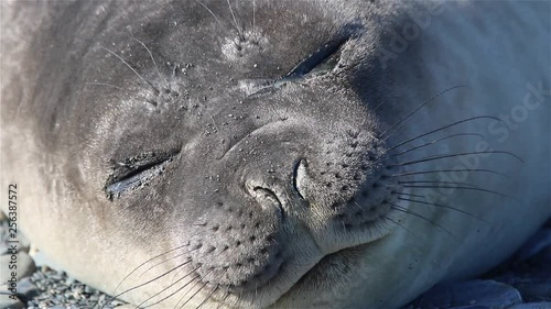 Fur seal sleeping on a stone beach in South Georgia. Fur seal face close up.