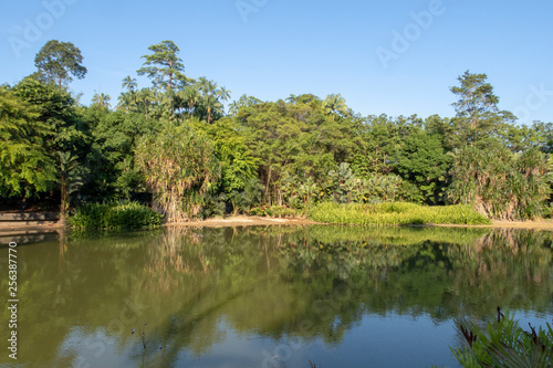 Trees and sky reflecting in a small lake in public gardens in Singapore