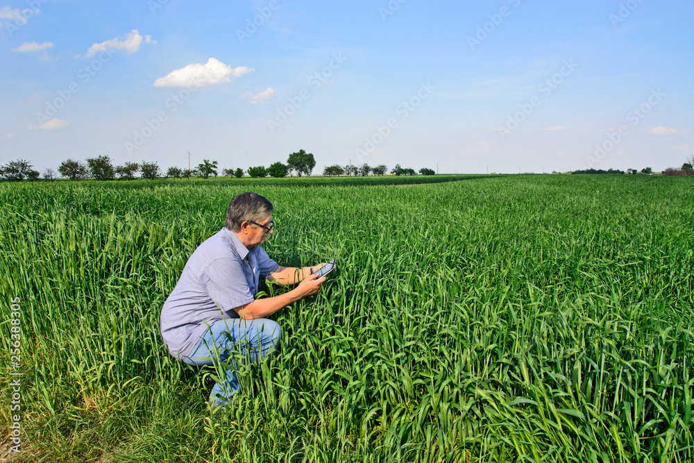 Agronomist in the field with wheat
