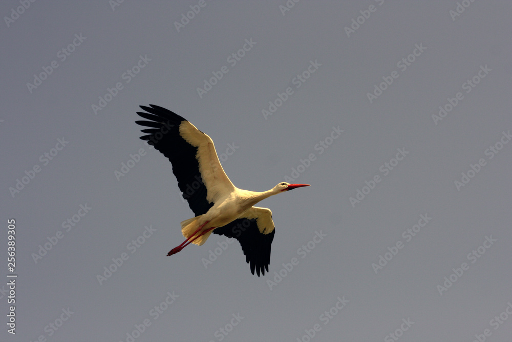 Naklejka premium Stork flying to the nest