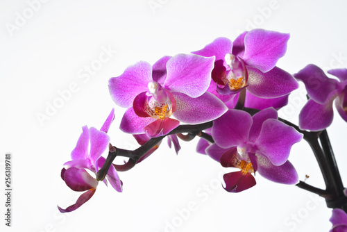 Orchideen