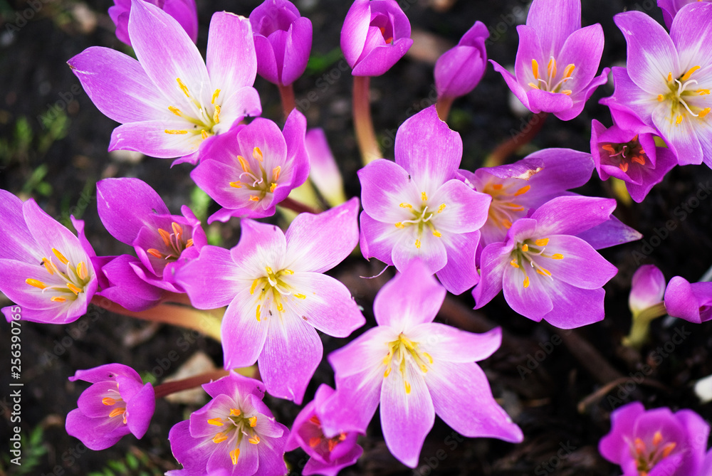 Autumn crocus Colchicum autumnale flowers in the garden