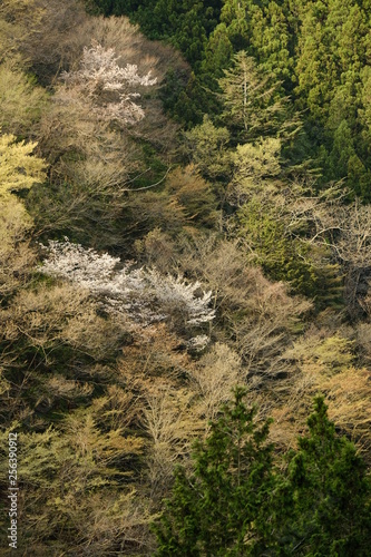 山桜