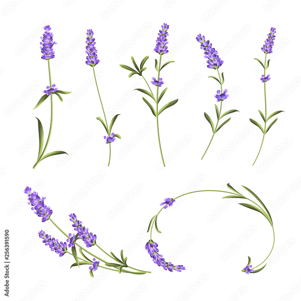 Obraz premium Provence flowers collection. Set of lavender flowers elements. Violet flowers kit. Fashion summer print bundle. Elements for invitation card and your template design. Vector illustration.