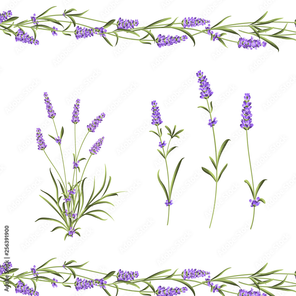 Obraz premium Provence flowers collection. Set of lavender flowers elements. Violet flowers kit. Fashion summer print bundle. Elements for invitation card and your template design. Vector illustration.