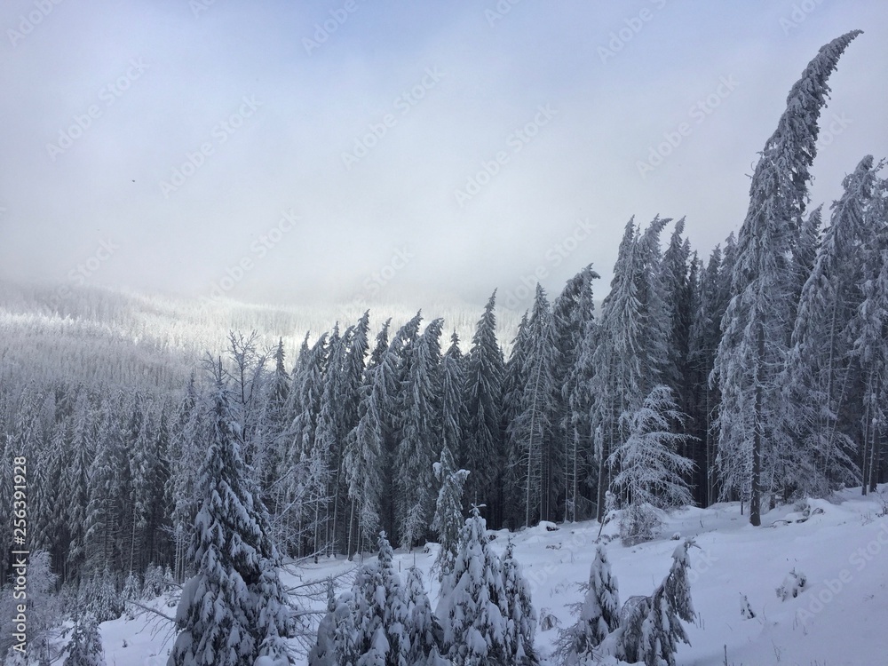 Winter landscape in the forest at the Harghita-Băi mountain resort, Romania