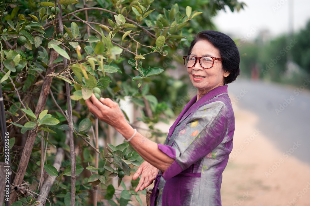 Asian old women looking lemon trees and holding bamboo basket in countryside.