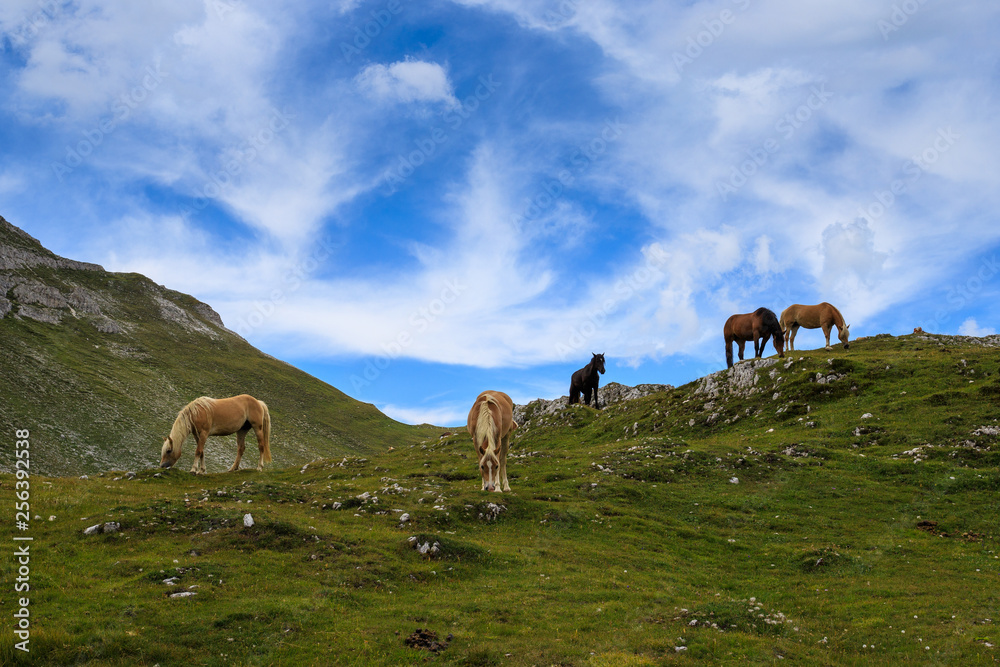 Fototapeta premium cavalli al pascolo in val Badia