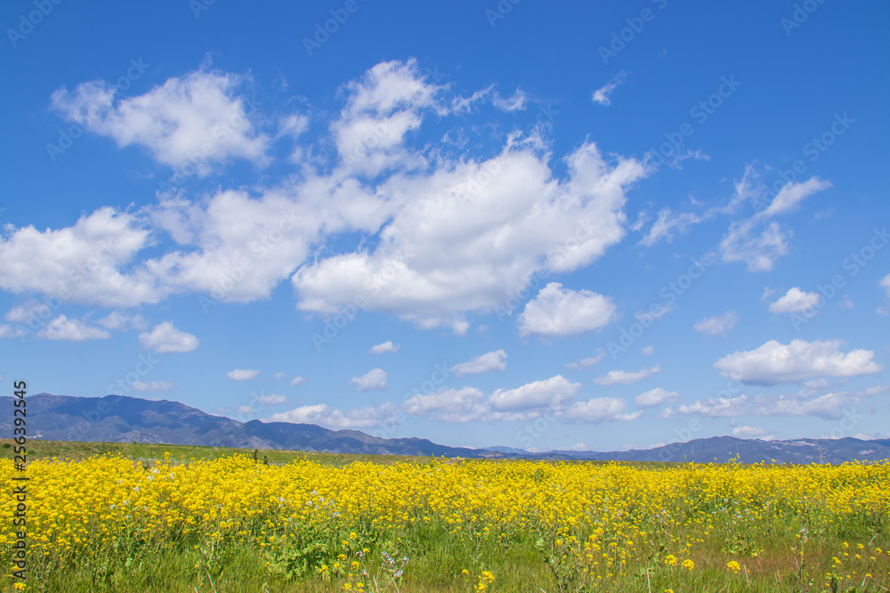 Fototapeta premium 菜の花と青空 canola flower＆ blue sky 嘉瀬川 佐賀県