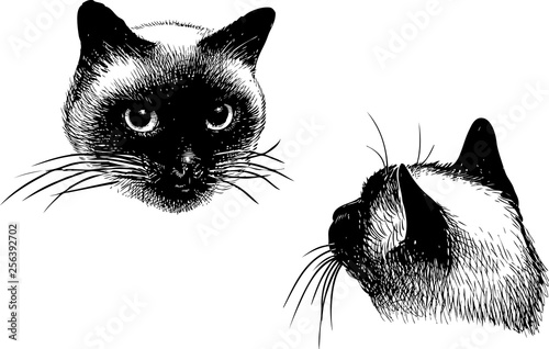 Sketch of a head of a siamese cat