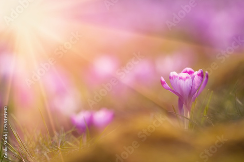 View of close-up magic blooming spring flowers crocus in amazing sunlight. Beautiful spring. Beautiful nature landscape.