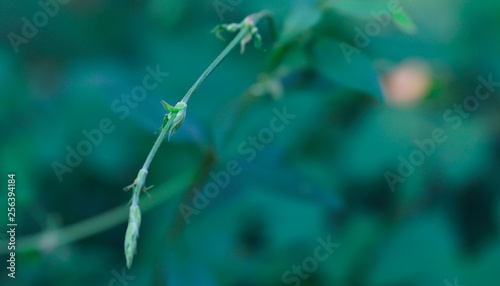 Natural green plants landscape, Closeup. Green leaves pattern background, Natural background and wallpaper