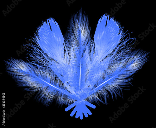 blue feathers fan isolated on black