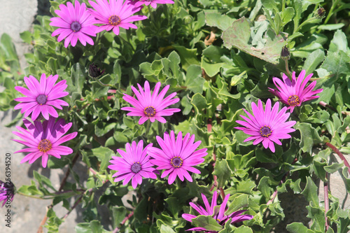 Purple daisies and green leaves in sunlight
