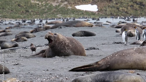 Old Elephant seal on South Georgia Beach