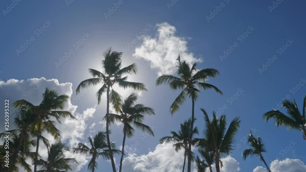 Sun light through coconut palm trees on sunset, Nobody Sun light through coconut palm trees on sunset, Nobody