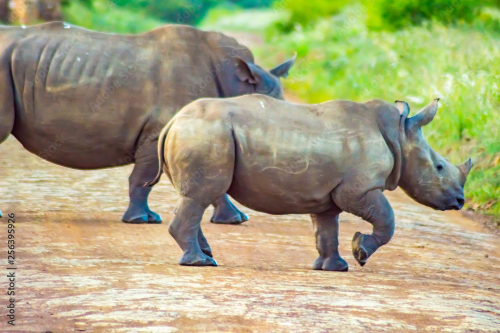 Fototapeta premium Female white rhinoceros and her cub in the savannah