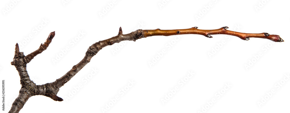 dry cracked pear tree branch. isolated on white background
