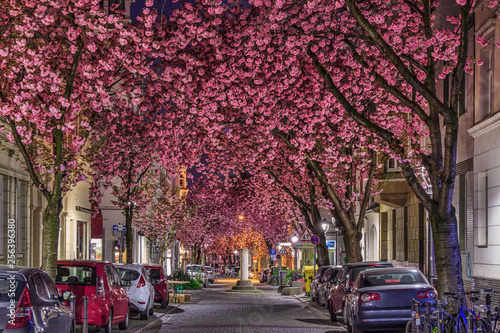 Kirschblüte in der Bonner Altstadt