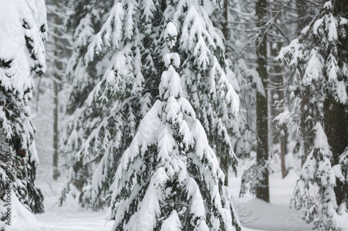 spruce forest in the snow, spruce branches under a layer of snow after snowfall