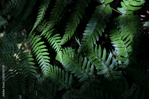 Fototapeta Naklejka Na Ścianę i Meble -  Green leaf of wild fern that grows in the shade as background material