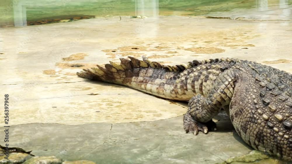 Crocodiles in concrete pools on the farm Crocodiles in concrete pools on the farm