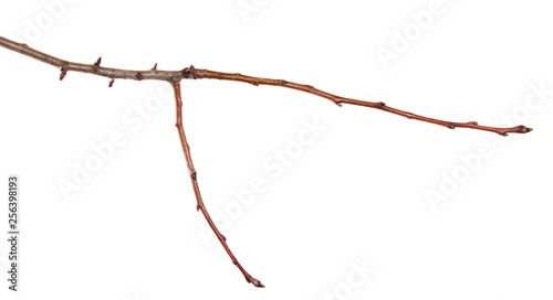 dry cracked pear tree branch. isolated on white background