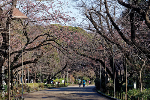 Sidewalk with cherry trees photo