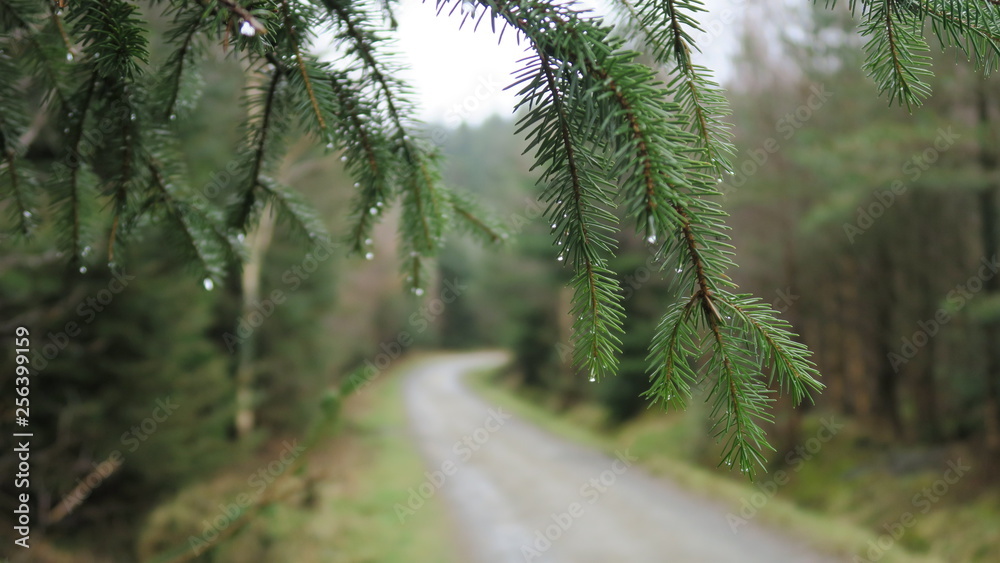 Obraz premium road in forest