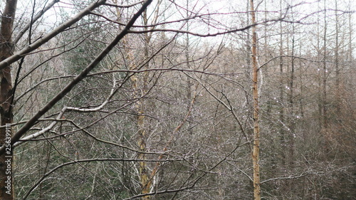 Fototapeta Naklejka Na Ścianę i Meble -  trees in winter