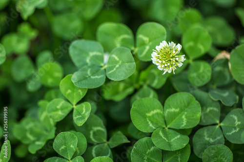 Three leaves clover with clover flowres background. Macro. Close-up. Detail. Wallpaper. Pattern photo