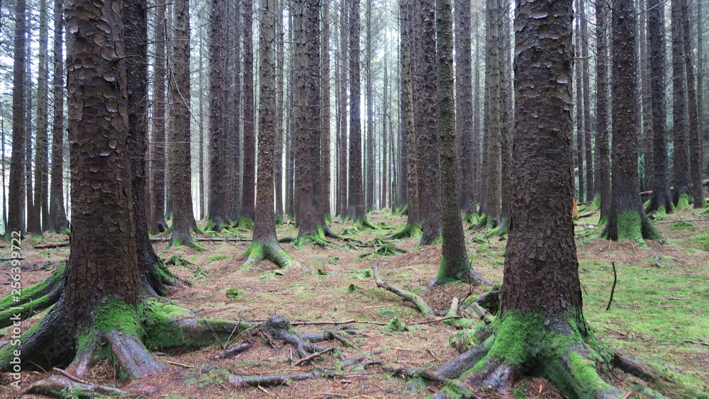 Obraz premium trees in forest