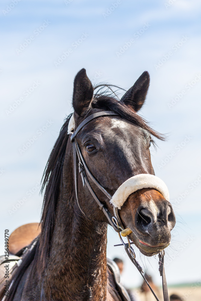 Portrait of horse Portrait of horse