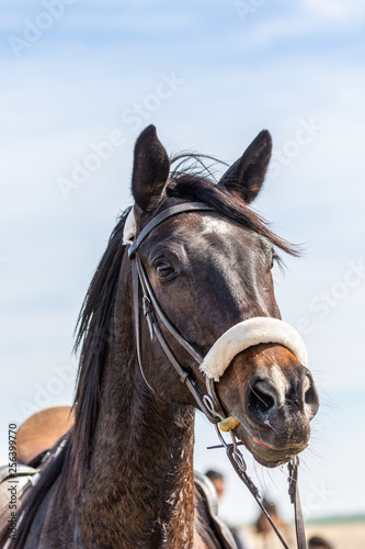 Portrait of horse © rninov