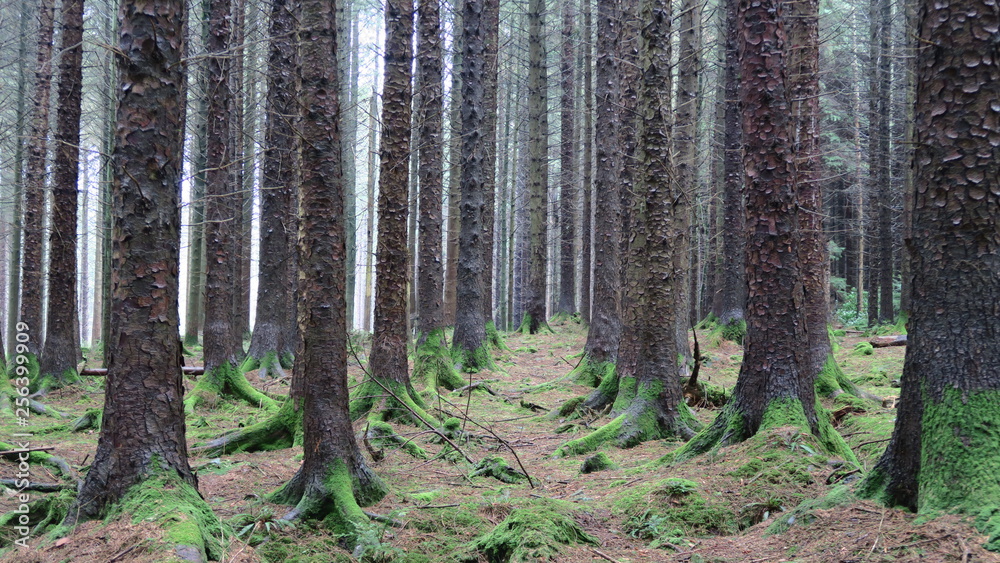 Naklejka premium trees in forest