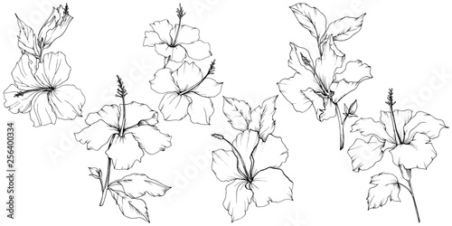 Vector Hibiscus floral botanical flower. Black and white engraved ink art. Isolated hibiscus illustration element.