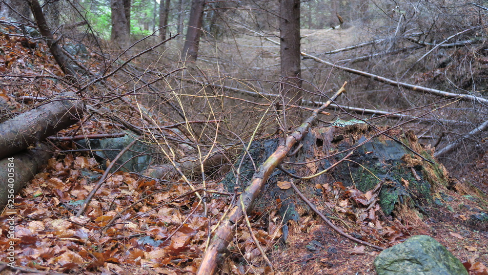 tree in the forest