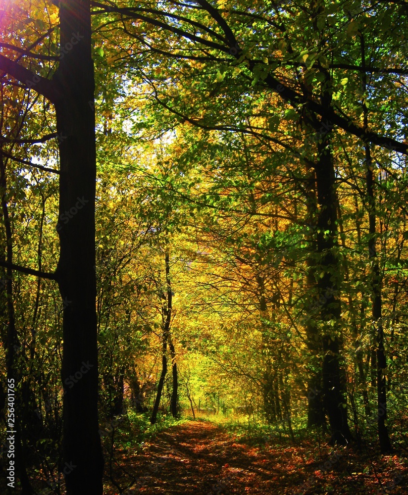 Naklejka premium the beautiful autumn forest in bright yellow colors