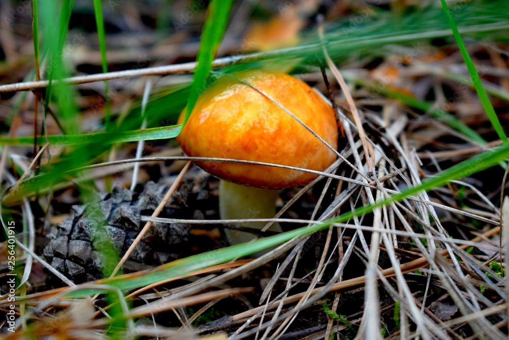 Suillus is a genus of basidiomycete fungi in the family Suillaceae and order Boletales Suillus is a genus of basidiomycete fungi in the family Suillaceae and order Boletales