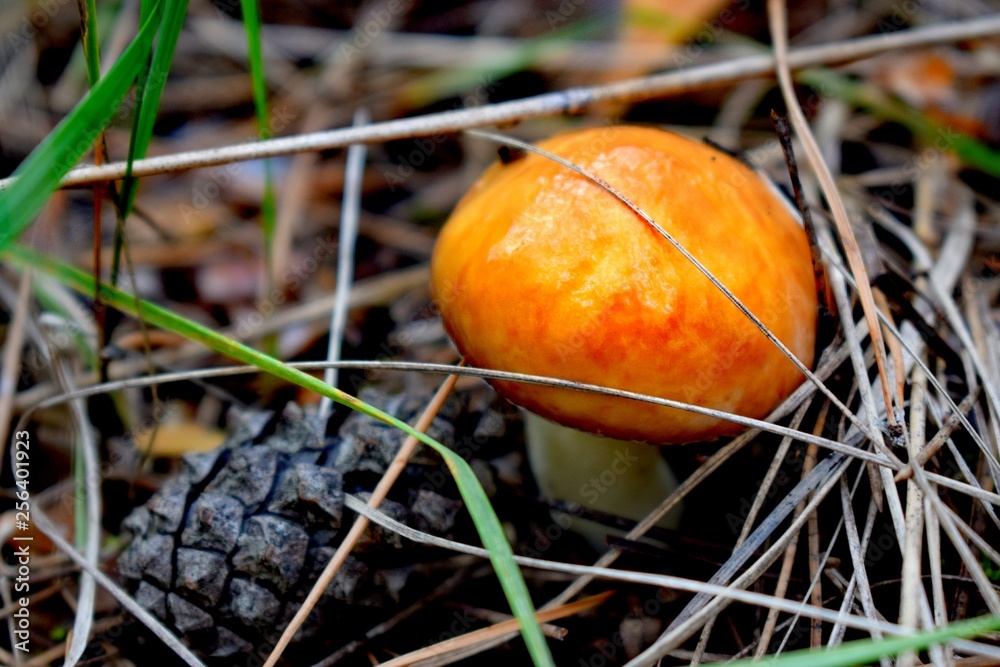 Suillus is a genus of basidiomycete fungi in the family Suillaceae and order Boletales Suillus is a genus of basidiomycete fungi in the family Suillaceae and order Boletales