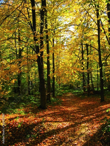 the beautiful autumn forest in bright yellow colors