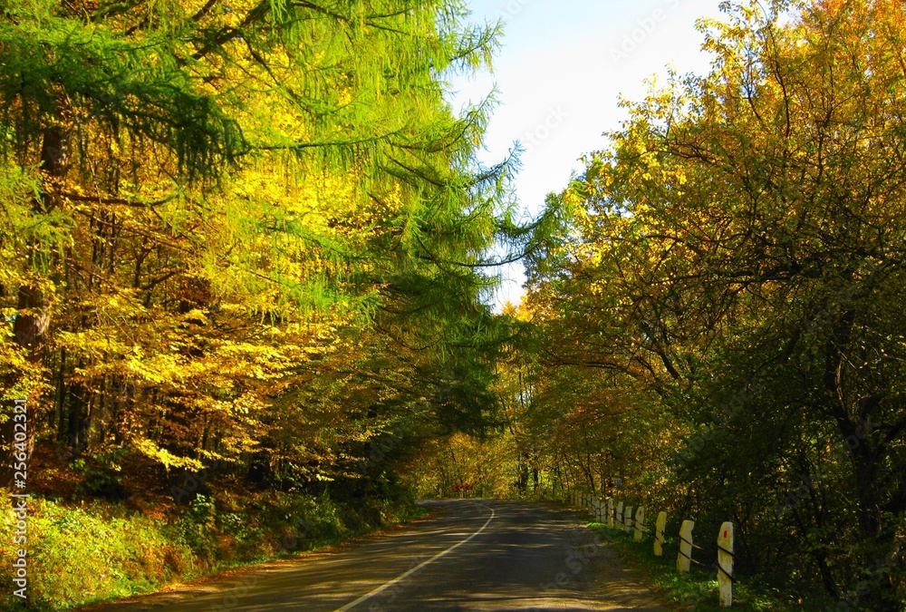 Fototapeta premium the beautiful autumn forest in bright yellow colors