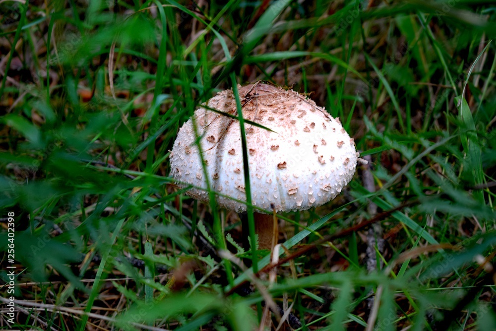 Raincoat (Lycoperdon) - the genus of fungi of the family Champignon Raincoat (Lycoperdon) - the genus of fungi of the family Champignon