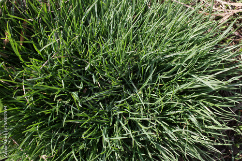 Green spring grass with water drops. Fresh green grass on sunlight. Grass background texture. Natural grass. 