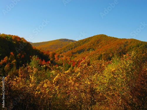 Fototapeta Naklejka Na Ścianę i Meble -  the beautiful autumn forest in bright yellow colors