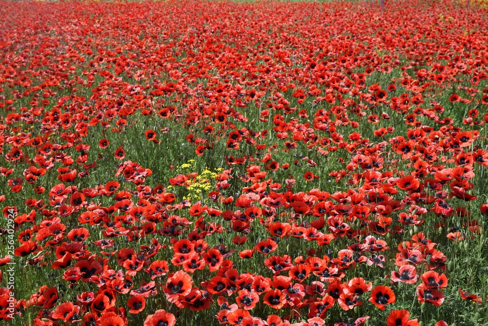 Obraz premium Landscape with nice sunset over poppy field .turkey/erzurum